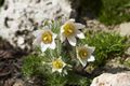 Pulsatilla vulgaris-7 Sasanka zwyczajna